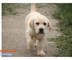 Labrador retriver stenci - Fotografija 3/7