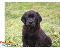 Labrador retriver stenci - Fotografija 4/7