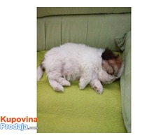 Ši Cu (Shi Tzu) Ši Cu (Shi Tzu)