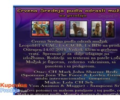 Crvena Srednja pudla odrasli mužjak na prodaju - Fotografija 1/5