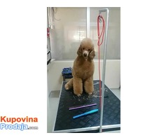 Crvena Srednja pudla odrasli mužjak na prodaju - Fotografija 5/5