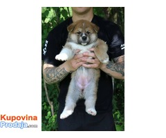 Akita Inu, štenci odličnog potencijala - Fotografija 7/9