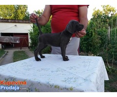 CANE CORSO - štenci - Fotografija 2/10