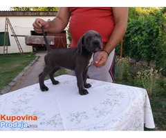 CANE CORSO - štenci - Fotografija 3/10