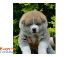 AKITA INU - vrhunski štenci - Fotografija 4/6