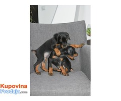 Doberman stenci na prodaju - Fotografija 1/6