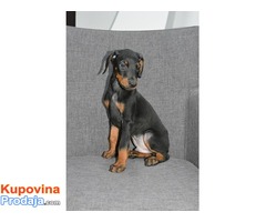 Doberman stenci na prodaju - Fotografija 2/6