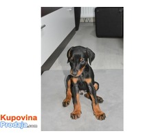 Doberman stenci na prodaju - Fotografija 3/6