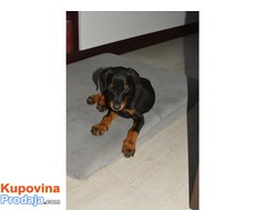 Doberman stenci na prodaju - Fotografija 4/6