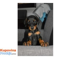 Doberman stenci na prodaju - Fotografija 5/6