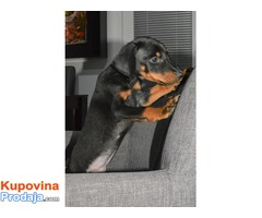 Doberman stenci na prodaju - Fotografija 6/6