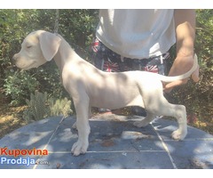 Dogo Argentino štenci - Fotografija 1/6