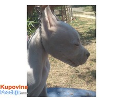 Dogo Argentino štenci - Fotografija 2/6