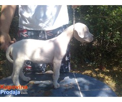 Dogo Argentino štenci - Fotografija 3/6