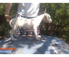 Dogo Argentino štenci - Fotografija 4/6