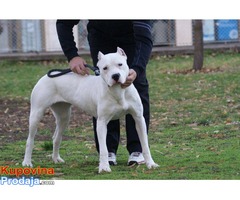 Dogo Argentino štenci - Fotografija 5/6