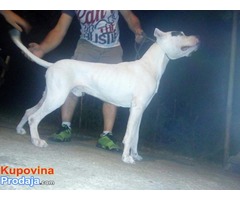 Dogo Argentino štenci - Fotografija 6/6