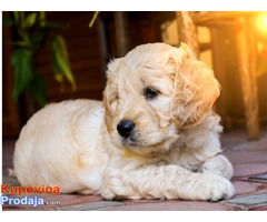 GOLDENDOODLE (designer dogs ) - Fotografija 1/5