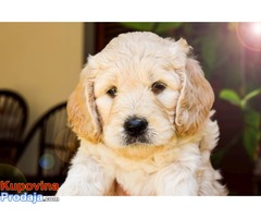 GOLDENDOODLE (designer dogs ) - Fotografija 2/5