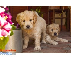 GOLDENDOODLE (designer dogs ) - Fotografija 3/5