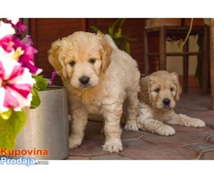 GOLDENDOODLE (designer dogs ) - Fotografija 3/5