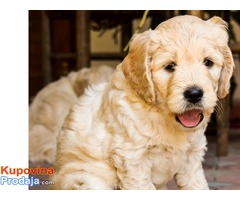 GOLDENDOODLE (designer dogs ) - Fotografija 4/5