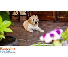 GOLDENDOODLE (designer dogs ) - Fotografija 5/5