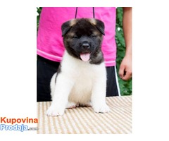 AMERICKA AKITA - odlicnog porekla - Fotografija 1/6