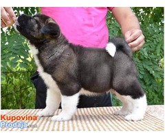 AMERICKA AKITA - odlicnog porekla - Fotografija 2/6