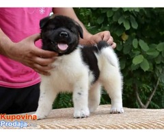 AMERICKA AKITA - odlicnog porekla - Fotografija 3/6