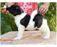 AMERICKA AKITA - odlicnog porekla - Fotografija 4/6