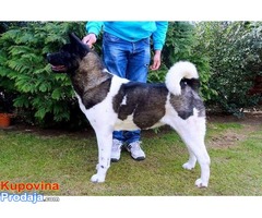 AMERICKA AKITA - odlicnog porekla - Fotografija 5/6