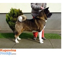 AMERICKA AKITA - odlicnog porekla - Fotografija 6/6