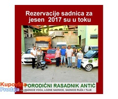 Najpovoljnija ponuda voćnih sadnica za jesen 2017 - Fotografija 2/2