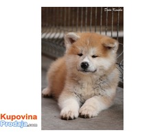 Akita Inu, štenci izložbenog potencijala - Fotografija 4/10