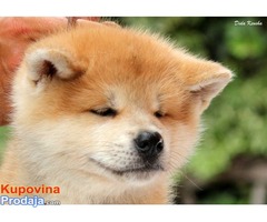 Akita Inu, štenci izložbenog potencijala - Fotografija 6/10