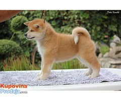 Akita Inu, štenci izložbenog potencijala - Fotografija 7/10