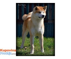 Akita Inu, štenci izložbenog potencijala - Fotografija 9/10