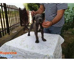 Cane Corso izložbenog potencijala - Fotografija 8/10