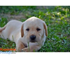 Labrador štenci - Fotografija 7/10