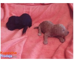 TOY I PATULJASTE PUDLE - crne i apricot - Fotografija 3/3
