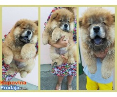 NA PRODAJU CHOW CHOW ŠTENE NA PRODAJU CHOW CHOW ŠTENE