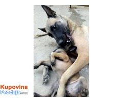 BELGIJSKI OVCAR MALINOA - vrhunsko leglo - Fotografija 4/10