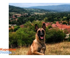 BELGIJSKI OVCAR MALINOA - vrhunsko leglo - Fotografija 10/10