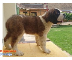 Štenci Bernardinaca dugodlaki - Fotografija 9/9