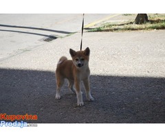 Akita Inu stenci, vrhunskog porekla - Fotografija 6/10