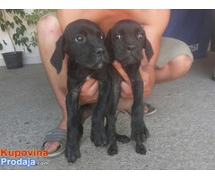 CANE CORSO jakih krvnih linija - Fotografija 1/5