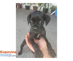 CANE CORSO jakih krvnih linija - Fotografija 2/5