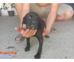 CANE CORSO jakih krvnih linija - Fotografija 3/5