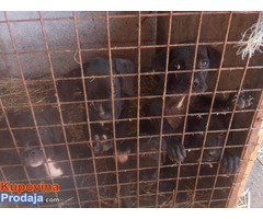 CANE CORSO jakih krvnih linija - Fotografija 4/5